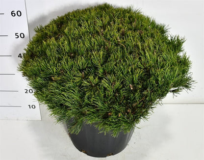 Bergtall – Pinus mugo pumilio - C35 60-70 cm. Levendesteen