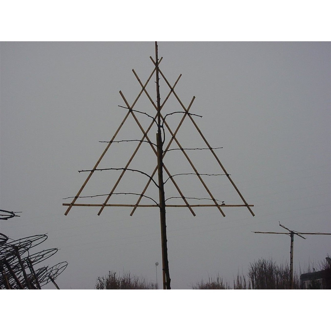 Kinesiskt päron – Pyrus calleryana 'Chanticleer' - C35 10/12  200 CM Stem