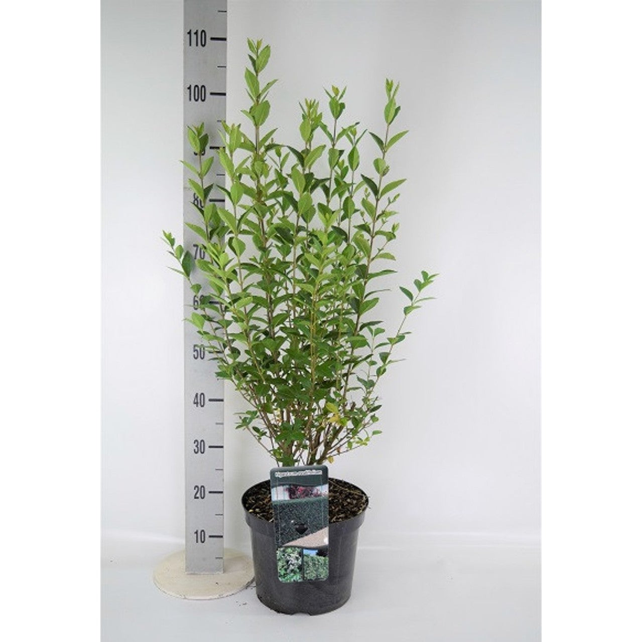 Liguster – Ligustrum ovalifolium - C7.5 80-100 CM