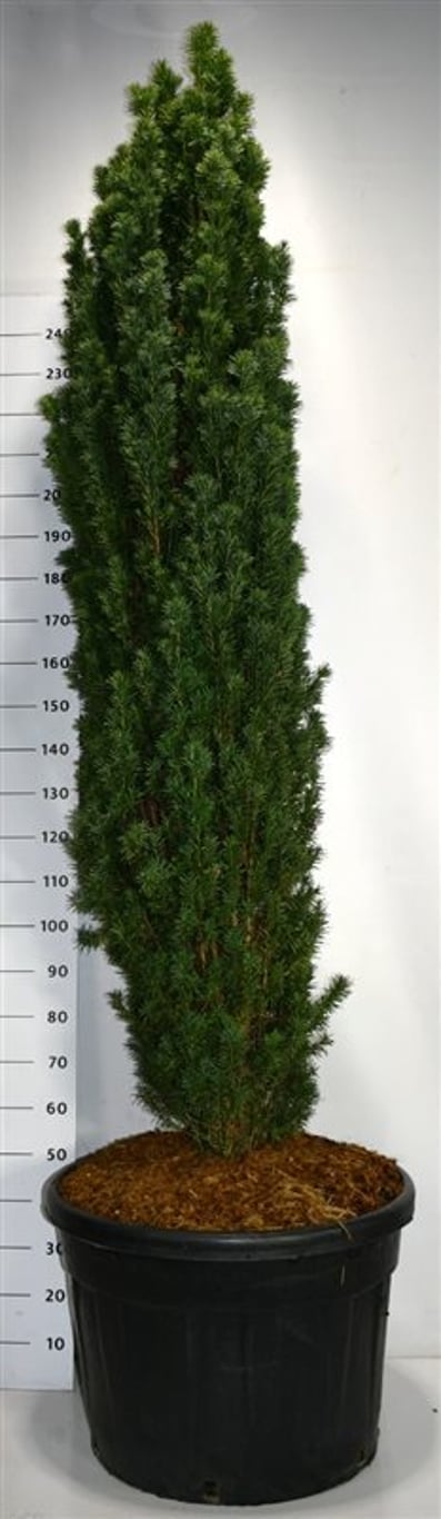 Idegran – Taxus baccata 'Fastigiata Robusta' - C150 200-250 cm.