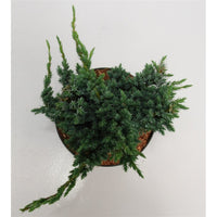 Himalaya-en – Juniperus squamata 'Meyeri' - C5 30-40 cm.