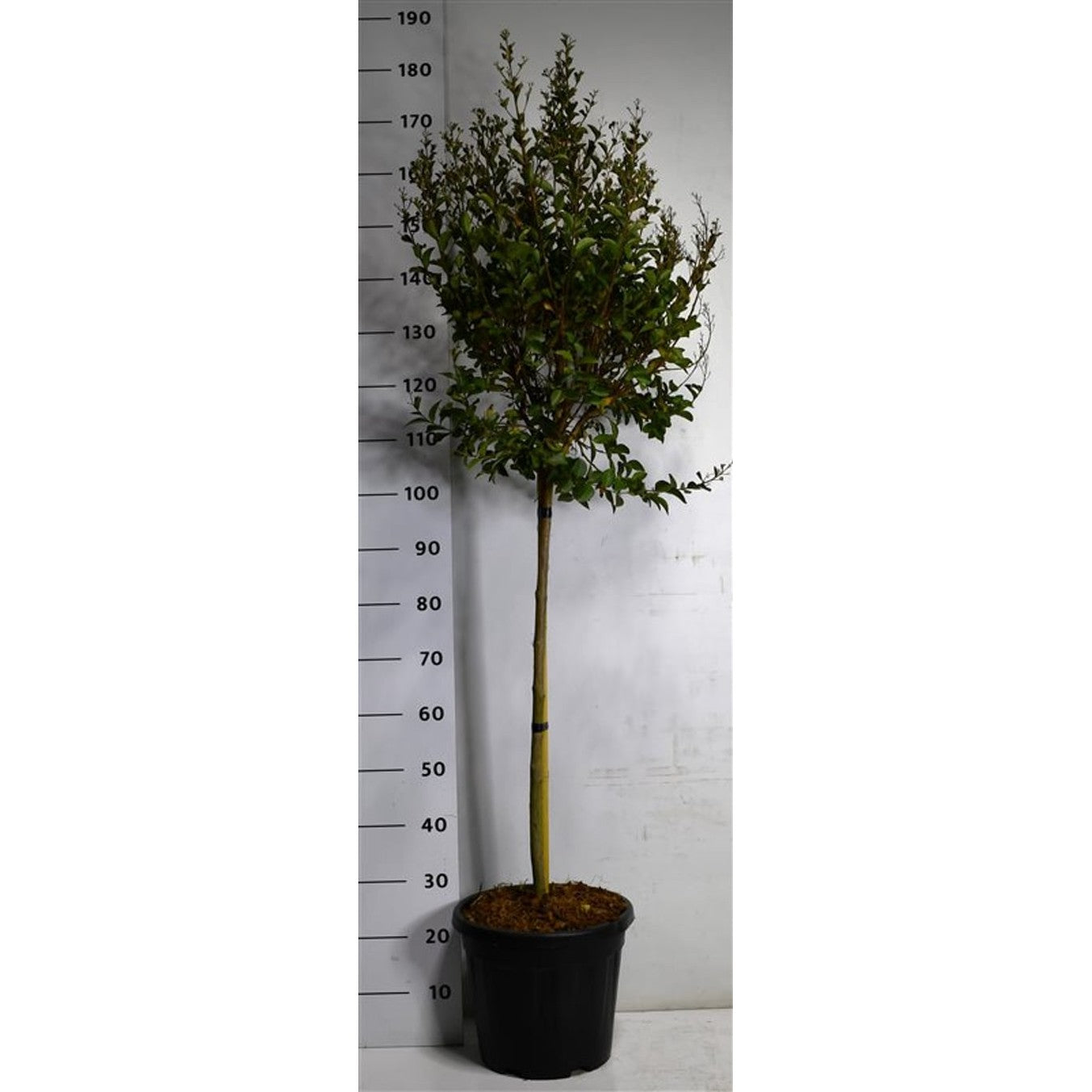 Lagerkrage – Lagerstroemia indica 'Double Feature' - 80 CM Stem C15