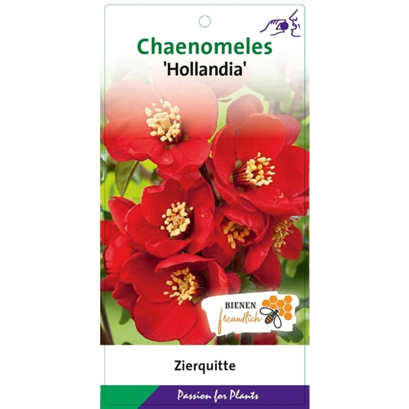 Hybridkvitten – Chaenomeles superba 'Hollandia' - C5 40-50 CM