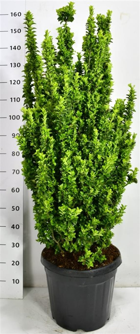 Japansk benved – Euonymus japonicus &