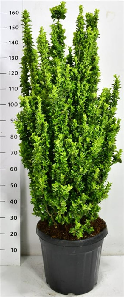Japansk benved – Euonymus japonicus &