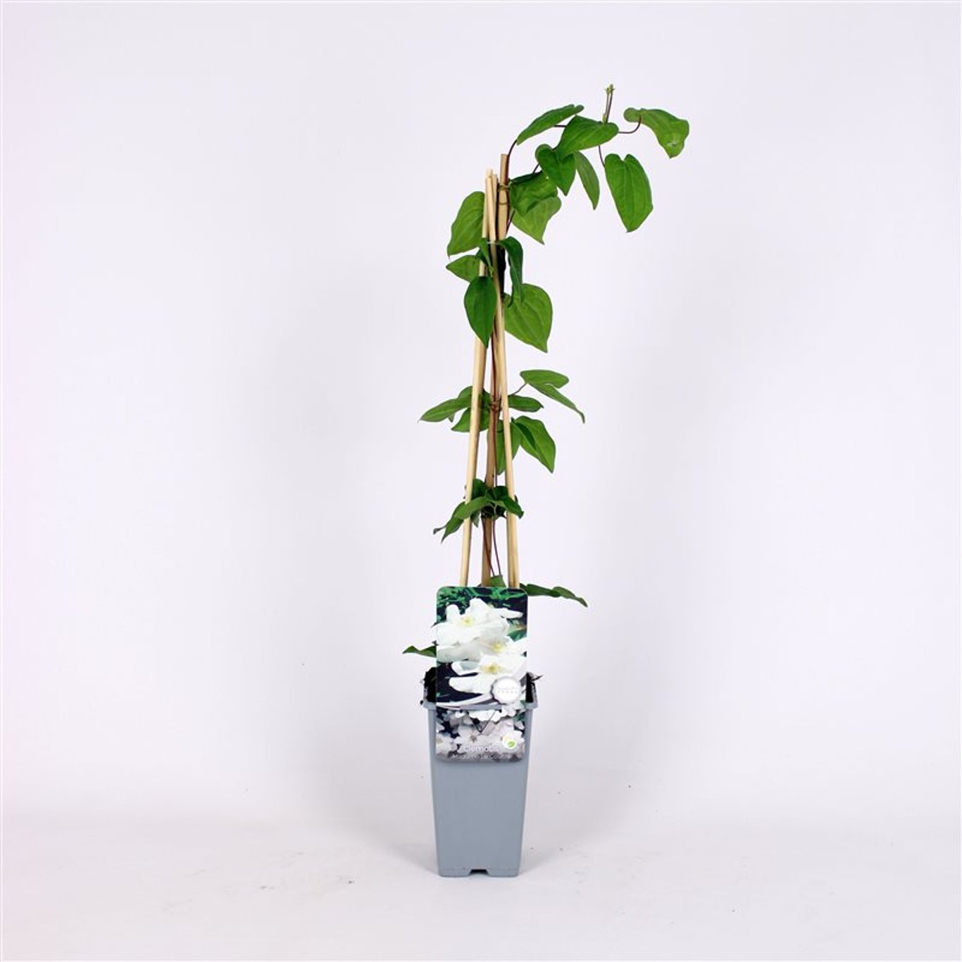 Klematis – Clematis 'Mevrouw Le Coultre' - C2 70/+ CM