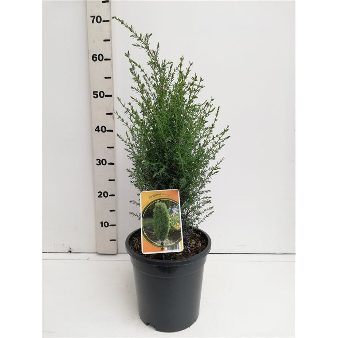 En – Juniperus communis &