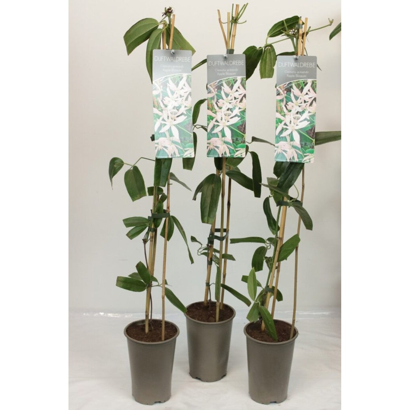 Klematis – Clematis armandii 'Apple Blossom' - C2 60-80 CM Stick