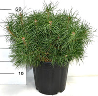 Tall – Pinus sylvestris 'Blue Pearl' - C13 30-40 cm.