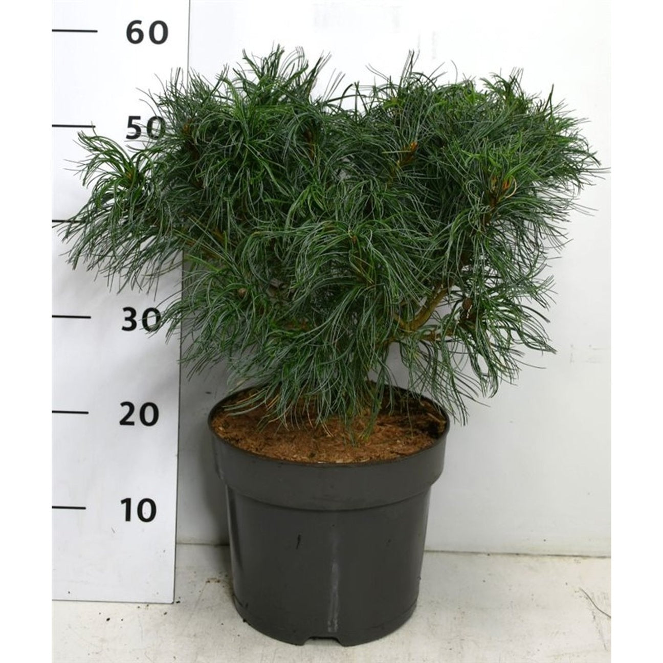 Västra vit­tall – Pinus strobus 'Tiny Kurls' - C7.5 30-40 cm.