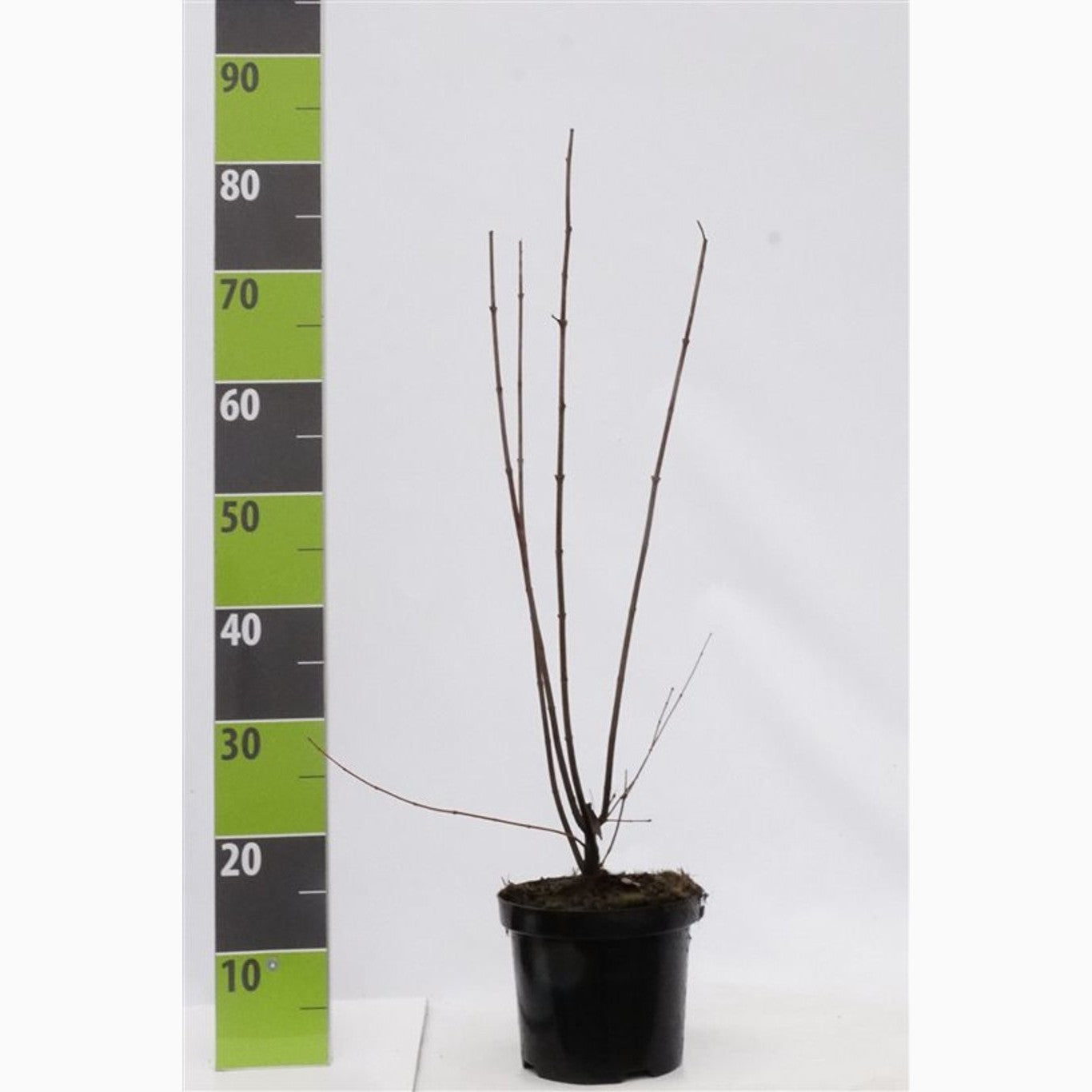 Tartarlönn – Acer tataricum ginnala - C3 40-60 CM