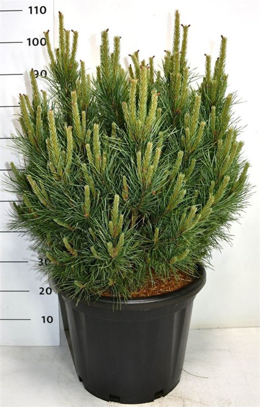 Tall – Pinus sylvestris 'Watereri' - C25 50-60 cm.