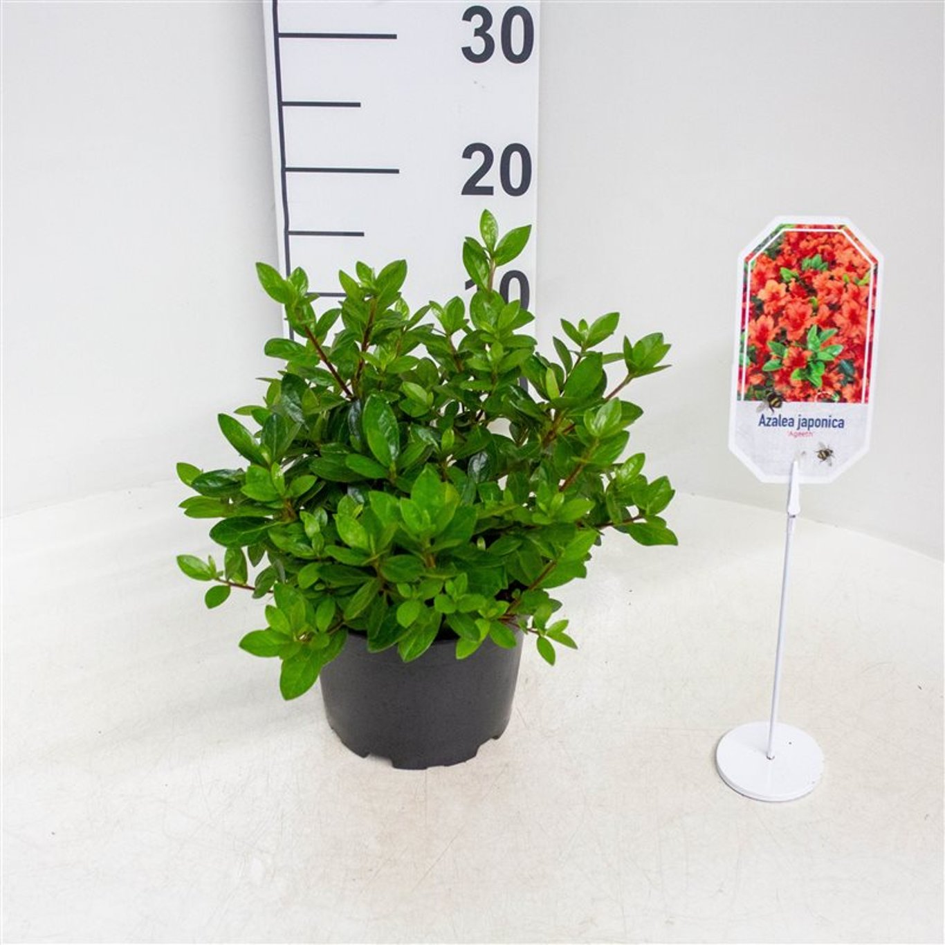 Rhododendron – Rhododendron (AJ); 'Ageeth' - C2 20-25 CM