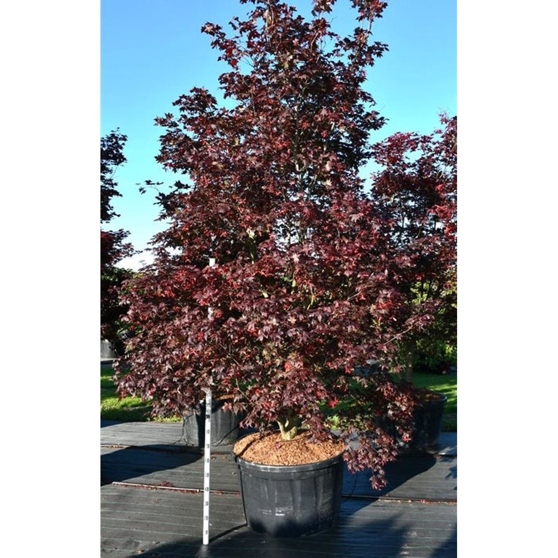 Japansk lönn – Acer palmatum 'Bloodgood' - C280 300-325 cm.