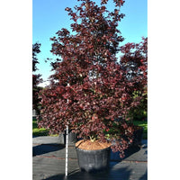Japansk lönn – Acer palmatum 'Bloodgood' - C280 300-325 cm.