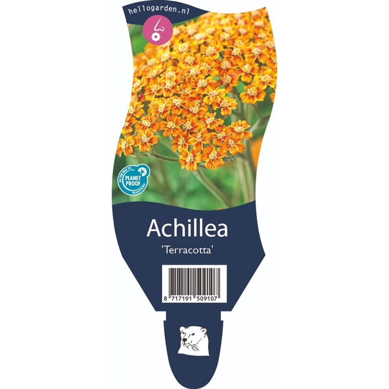 Röllika – Achillea 'Terracotta' - P11
