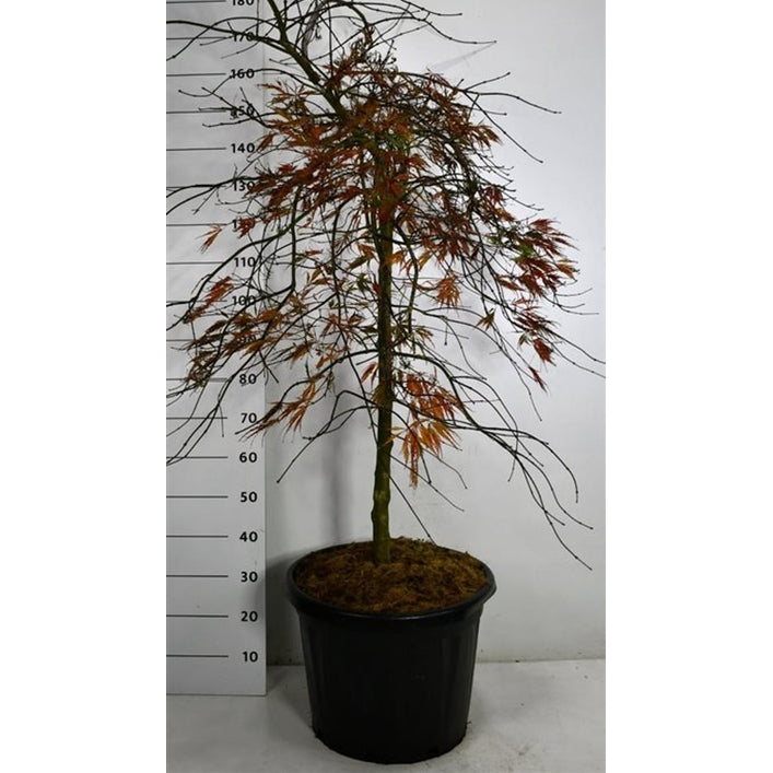 Japansk lönn – Acer palmatum 'Tamukeyama' - C45 90 cm. Stam