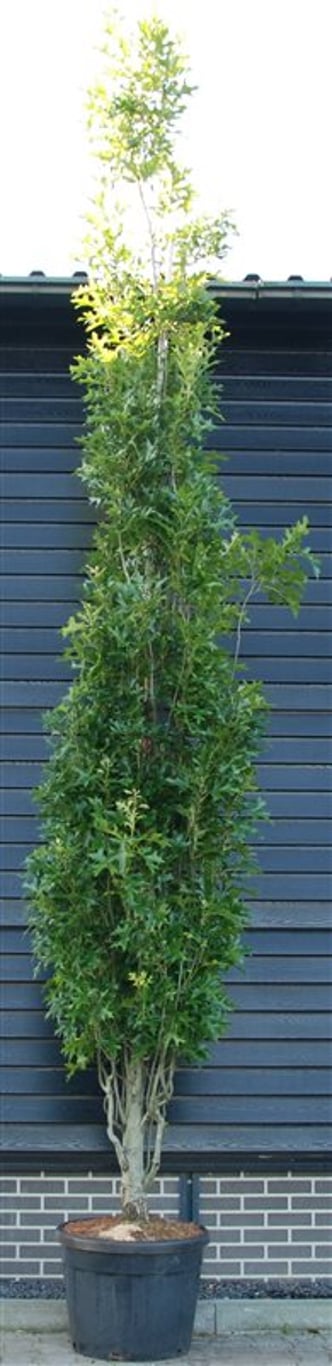 Sumpek – Quercus palustris &
