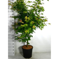 Japansk lönn – Acer palmatum 'Osakazuki' - C25 150-175 cm.