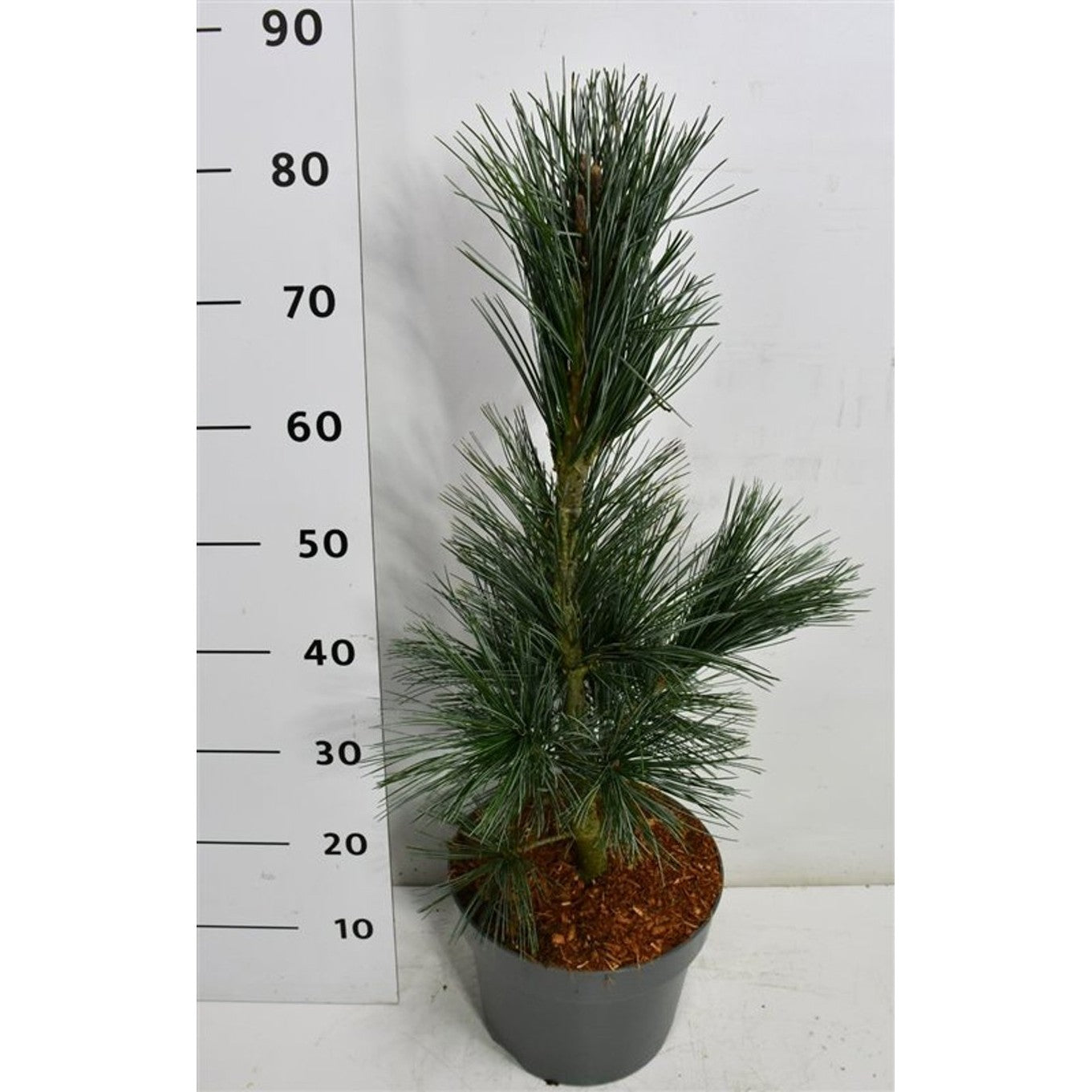 Viftall – Pinus flexilis 'Vanderwolf's Pyramid' - C7.5 40-50 cm.