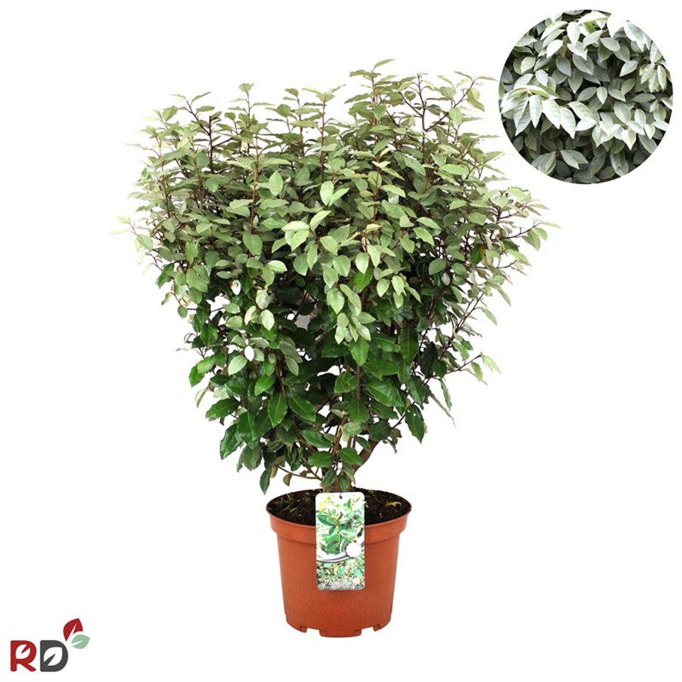 Silverbuske – Elaeagnus ebbingei 'Compacta' - C15 100-125 CM