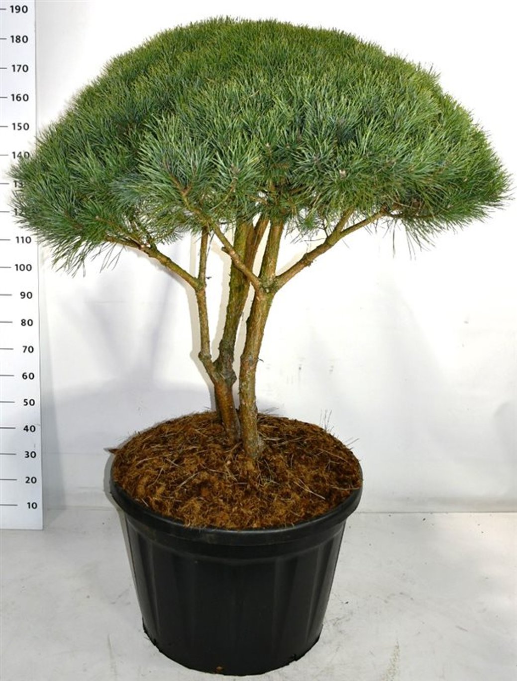 Tall – Pinus sylvestris 'Watereri' - C180 100-125 cm. Parasol
