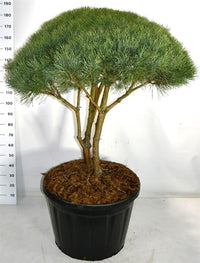 Tall – Pinus sylvestris 'Watereri' - C180 100-125 cm. Parasol