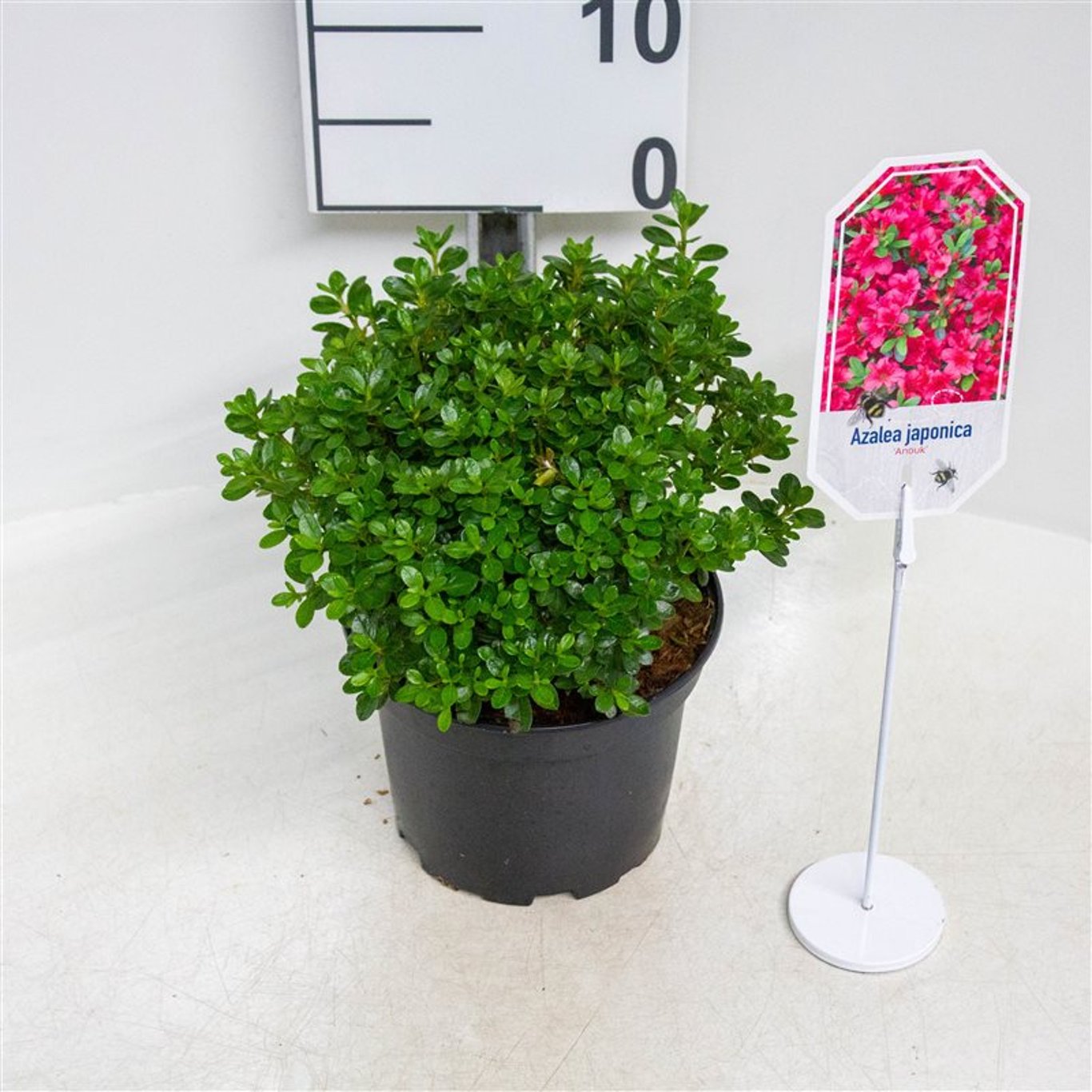 Rhododendron – Rhododendron (AJ); 'Anouk' - C2 20-25 CM