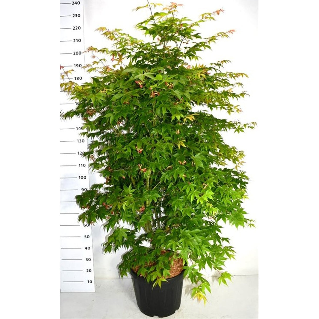 Japansk lönn – Acer palmatum 'Osakazuki' - C45 175-200 cm.