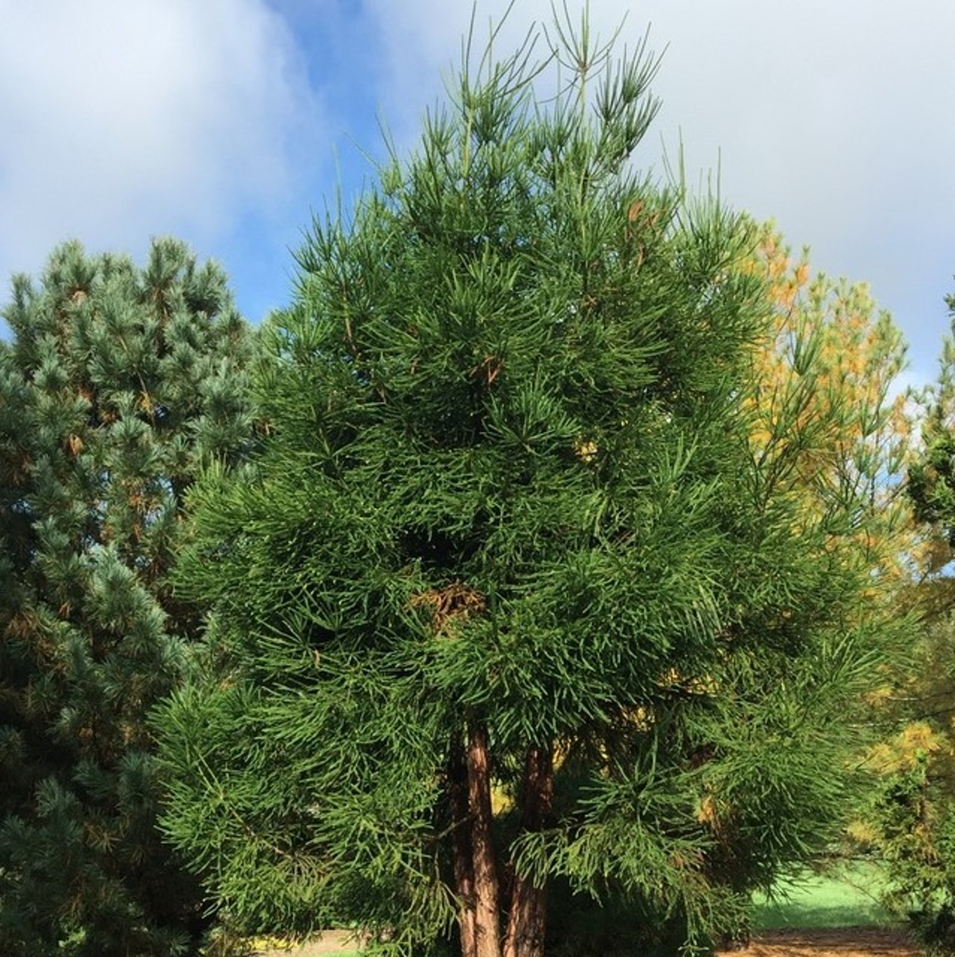 Japansk kryptomeria – Cryptomeria japonica 'Dacrydioides' - C5 30-40 CM