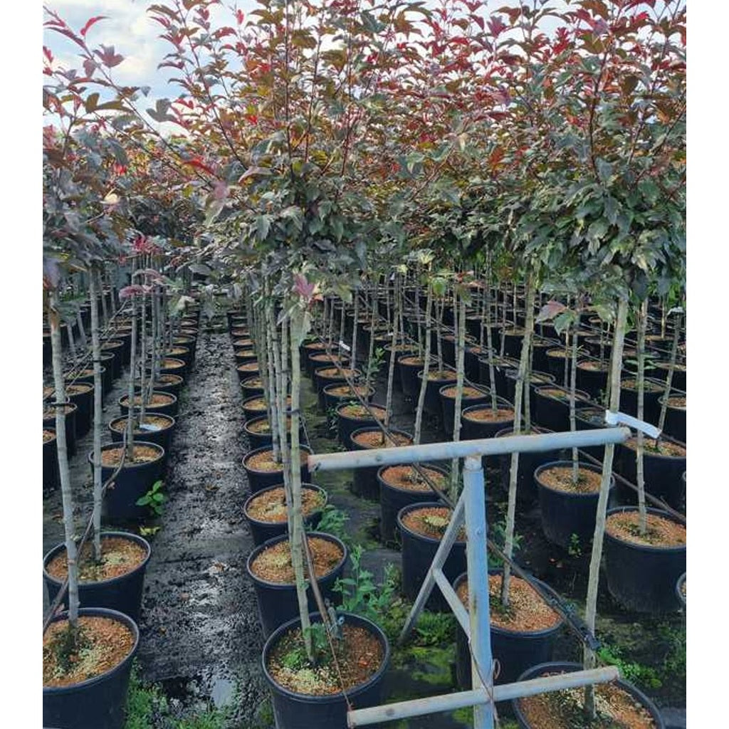 Äpple – Malus toringo 'Freja' - 120 CM Stem C20