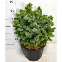 Sitkagran – Picea sitchensis 'Tenas' - C18 35-40 cm.