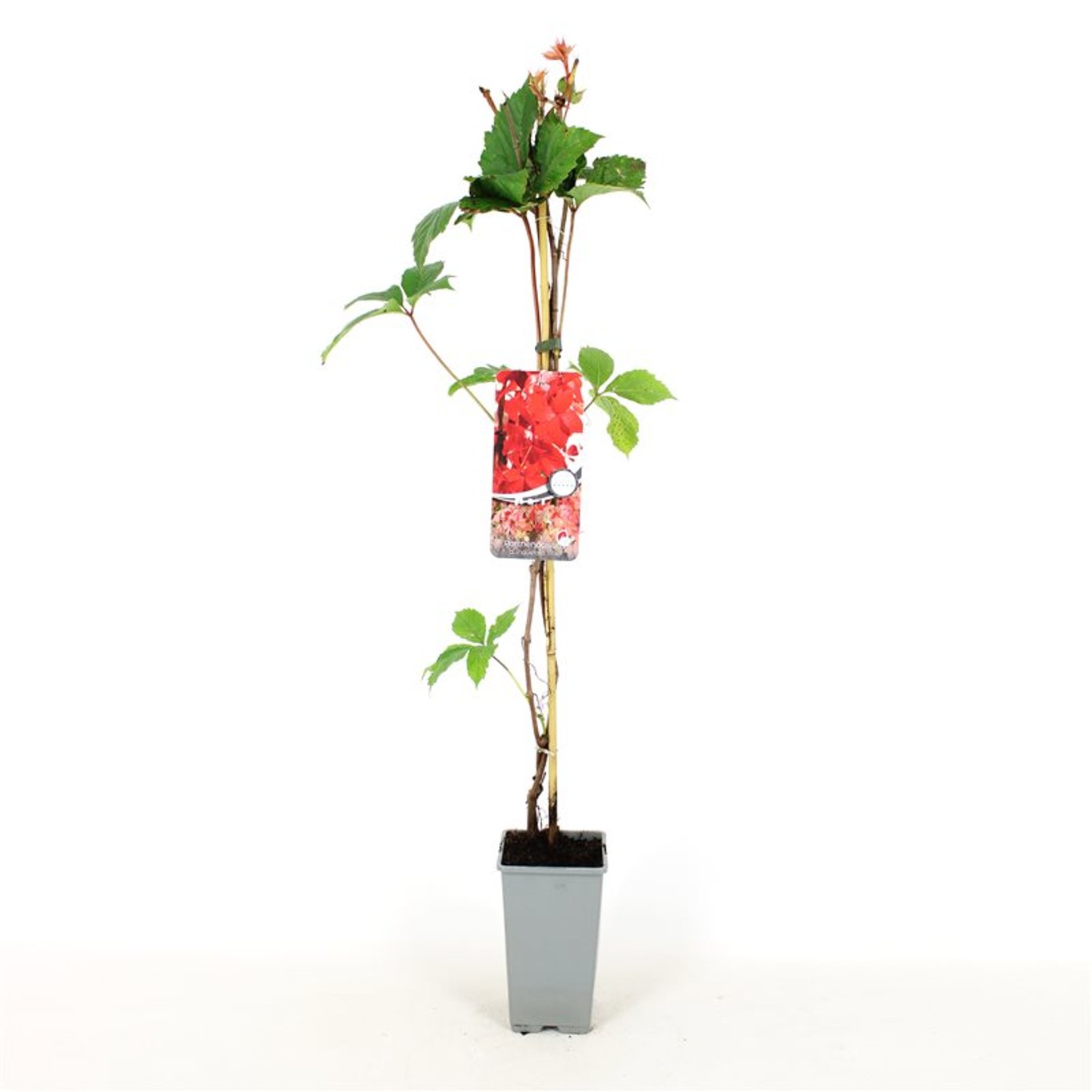 Klättervildvin – Parthenocissus quinquefolia 'Troki' - C2 80-100 CM Stick