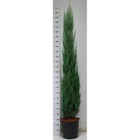 Pelar-en – Juniperus scopulorum 'Blue Arrow' - C25 200-225 cm.