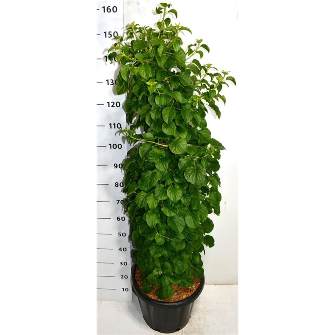 Klätterhortensia – Hydrangea petiolaris - C25 100-125 cm.