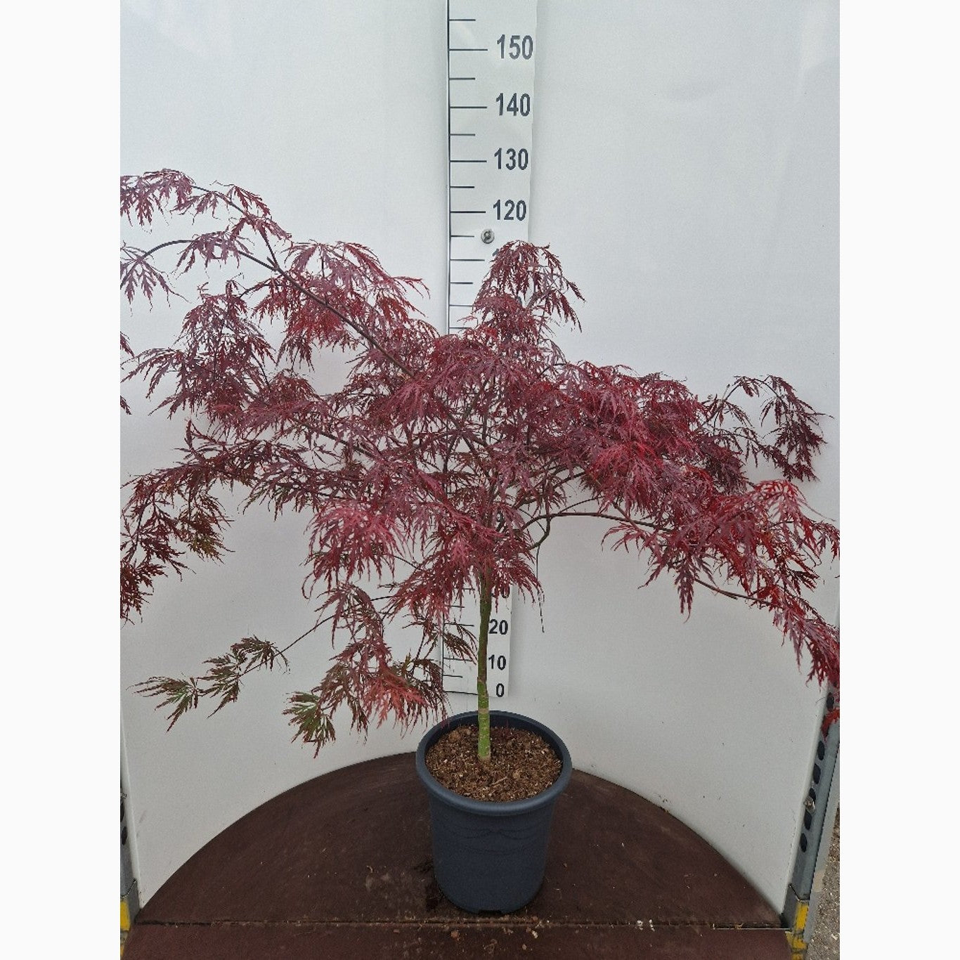 Japansk lönn – Acer pal. 'Garnet' - C15 60-80 CM