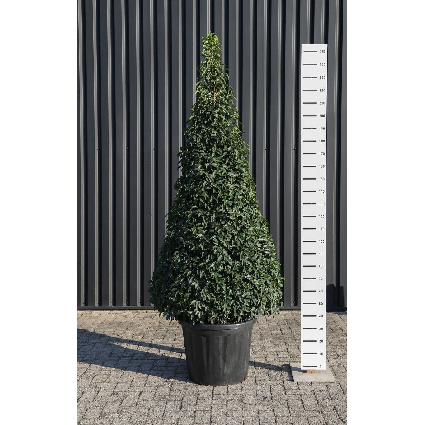 Lagerkörsbär – Prunus lusitanica 'Angustifolia' - 175-200 CM Piramide Cont.