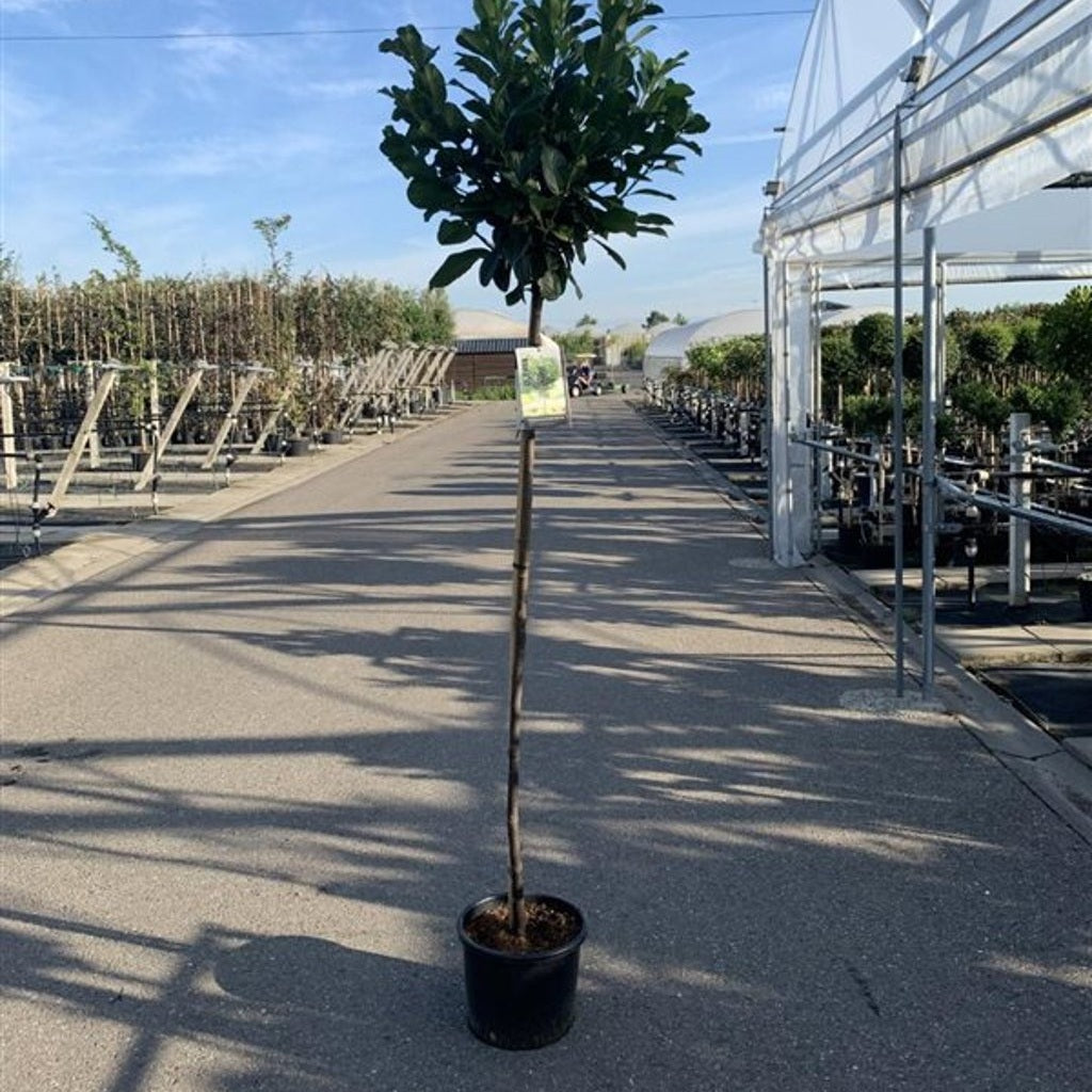 Lagerkörsbär – Prunus laurocerasus 'Etna' - C35 10/12  220 CM Stem