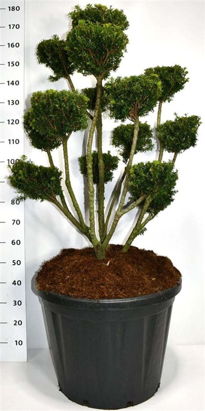 Hybrididegran – Taxus media &