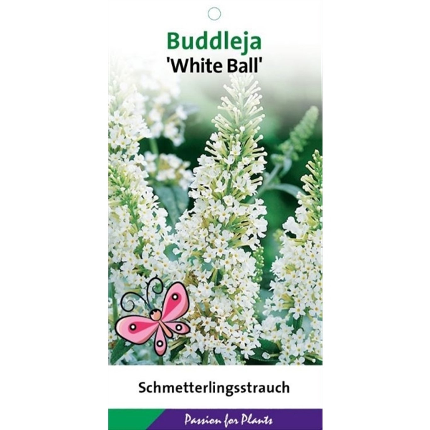 Sommarlilja – Buddleja 'White Ball' - C3