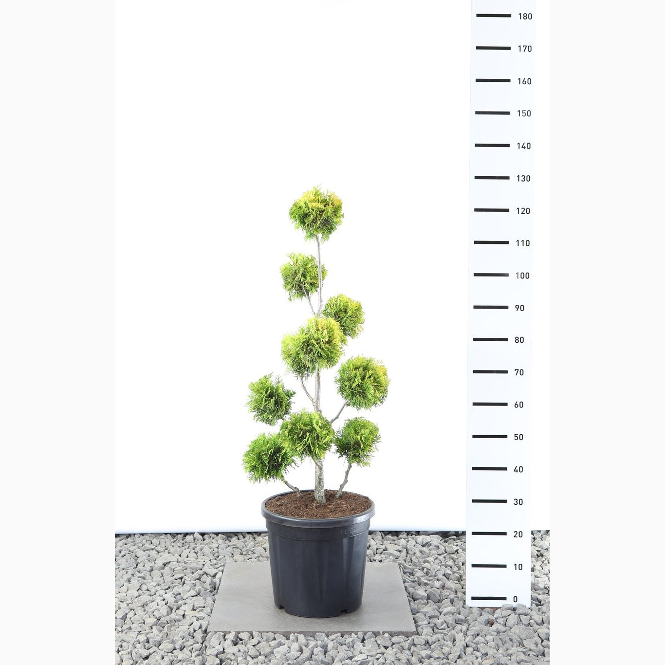 Thuja – Thuja occidentalis 'Yellow Ribbon' - 80-100 CM PonPon EXTRA in Cont.
