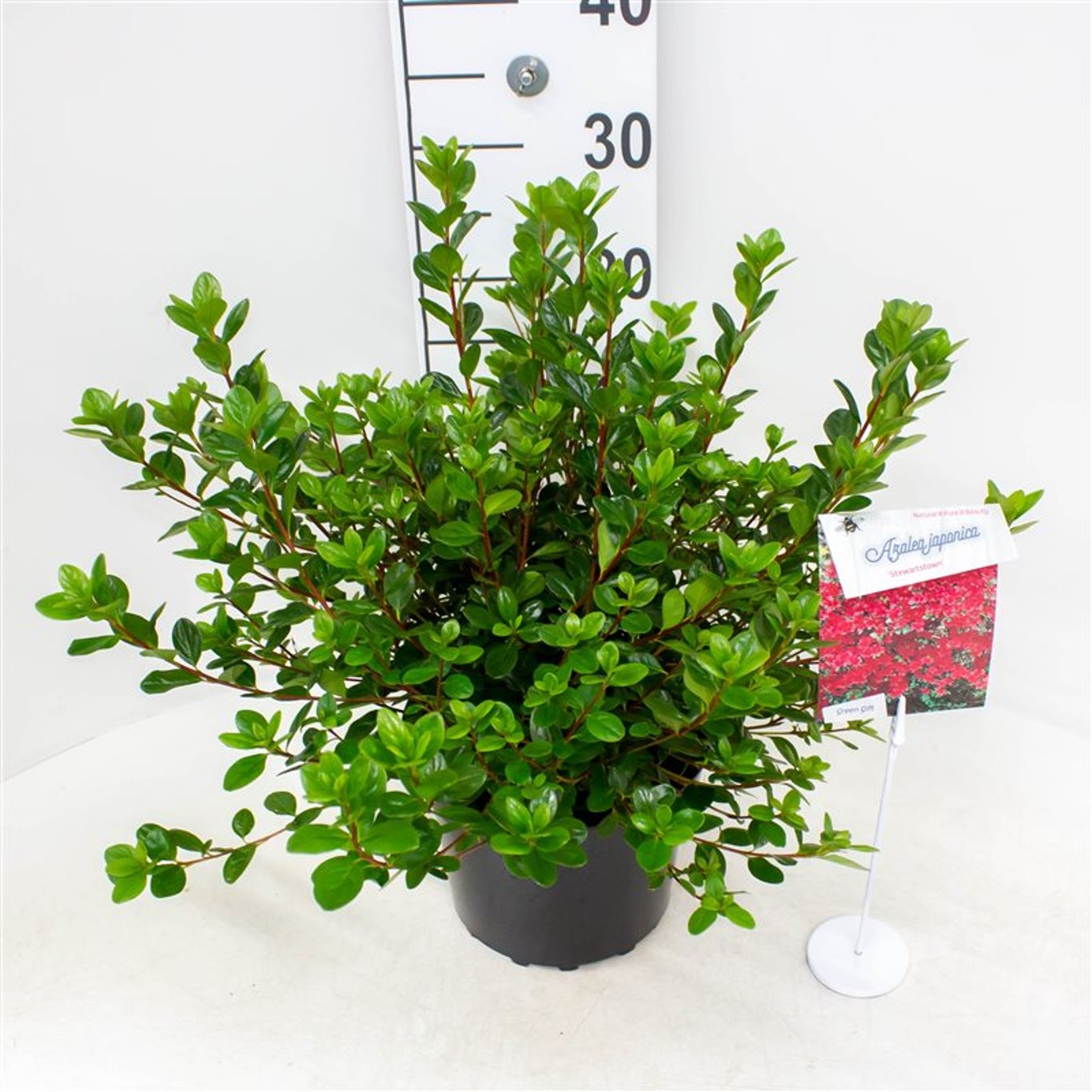 Rhododendron – Rhododendron (AJ); 'Stewartstonian' - C4 25-30 CM