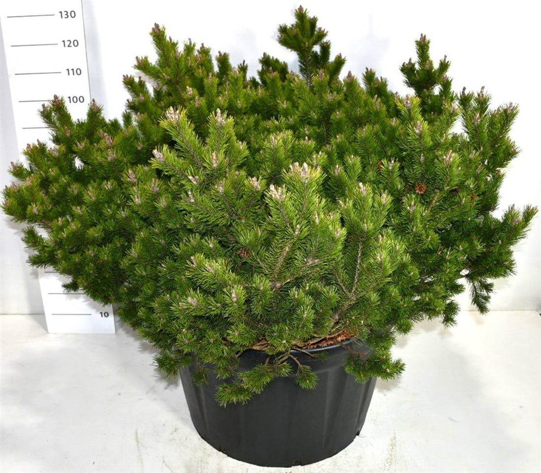 Bergtall – Pinus mugo &
