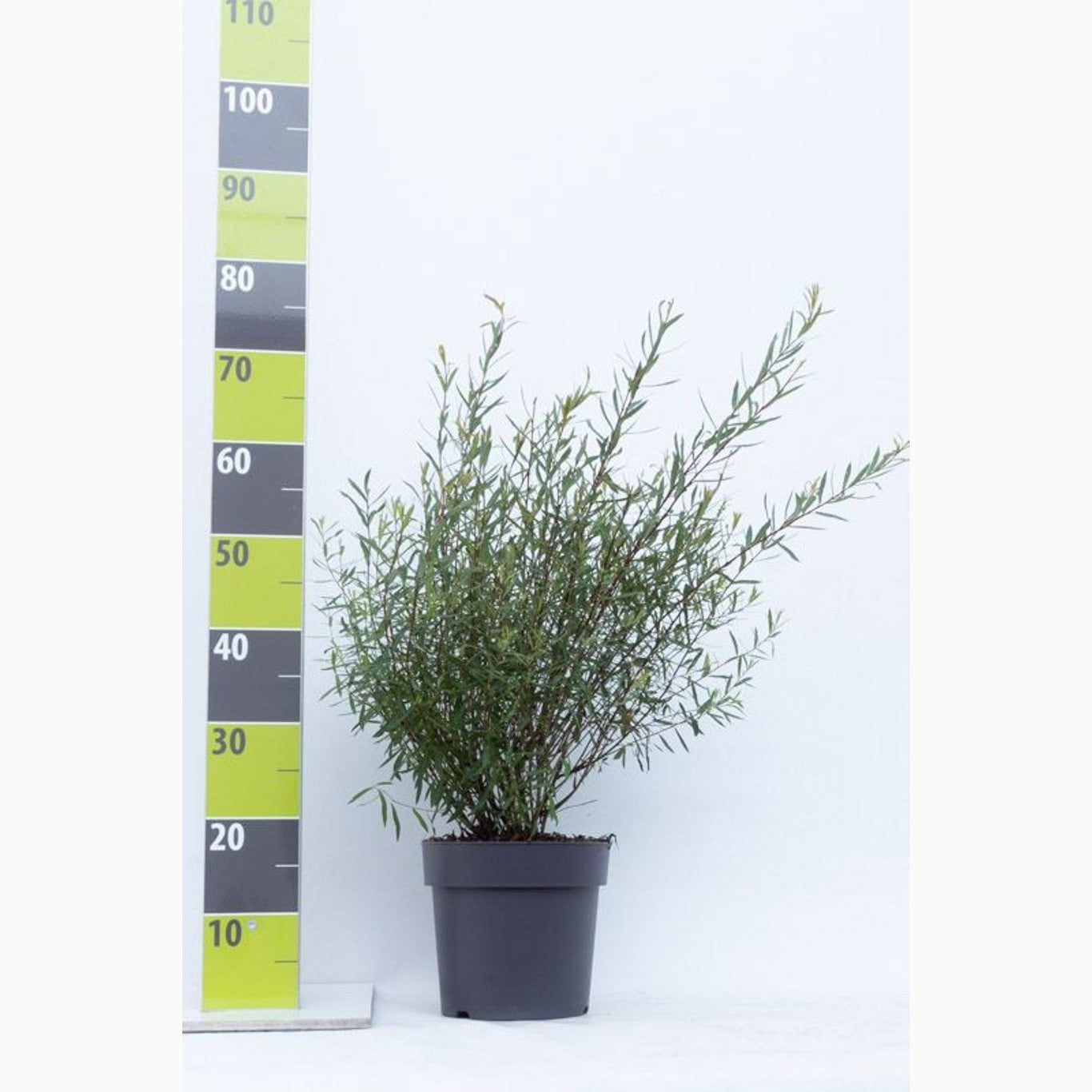 Purpurvide – Salix purpurea 'Nana' - C4,6 50-60 CM