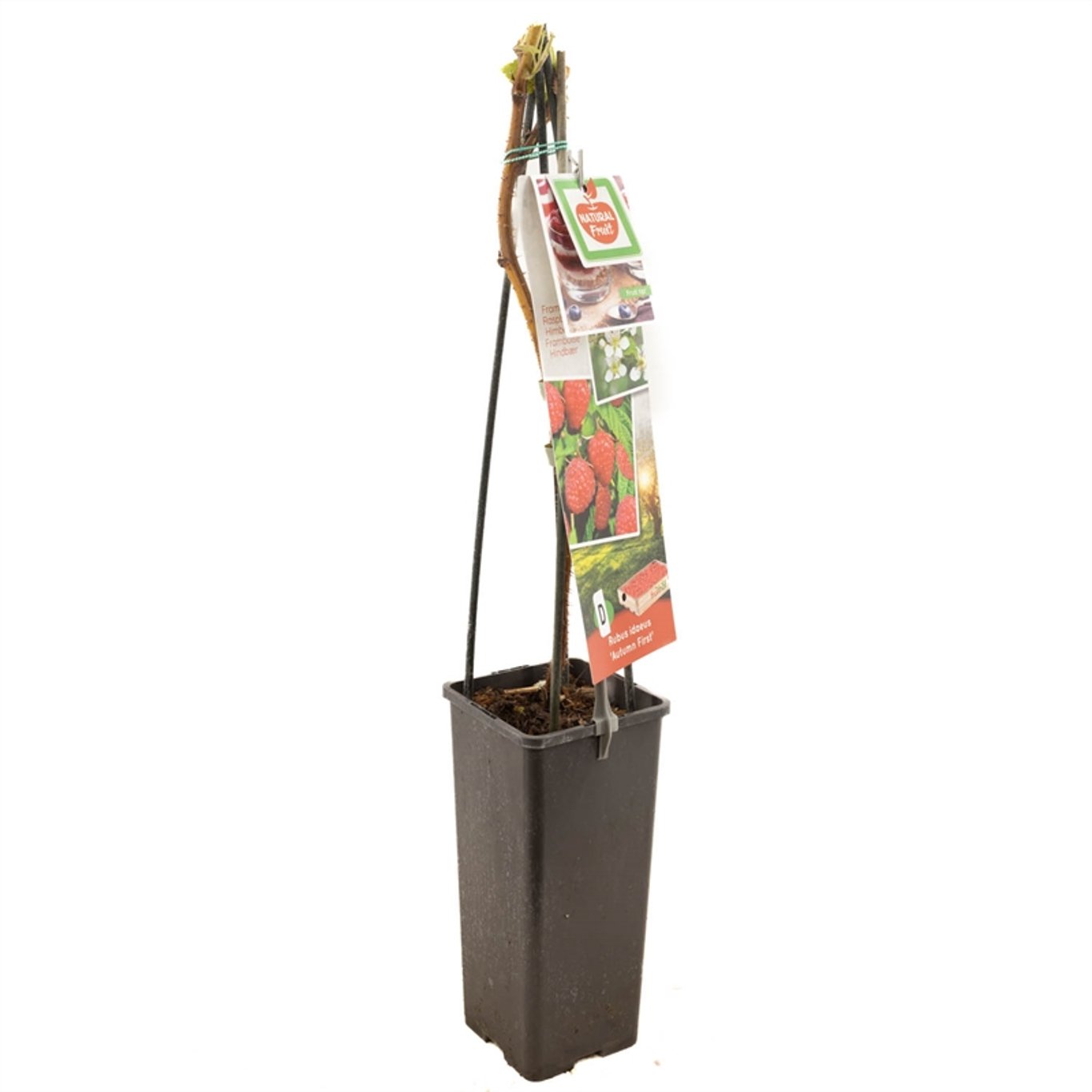 Hallon – Rubus idaeus 'Autumn First' - C2 50-60 CM