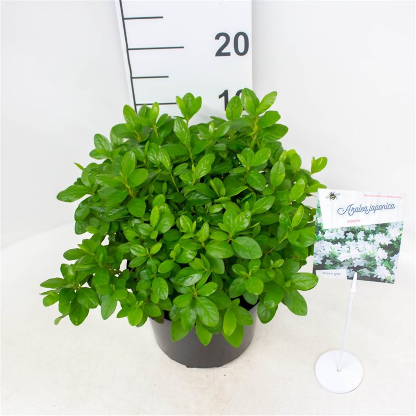 Rhododendron – Rhododendron (AJ); 'Adonis' - C4 25-30 CM