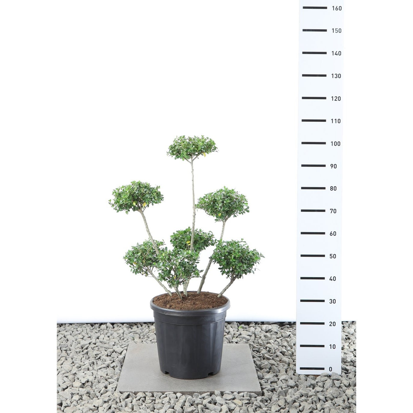 Japansk järnek – Ilex crenata 'Green Lustre' - 60-80 CM Multiplateau EXTRA in Cont.