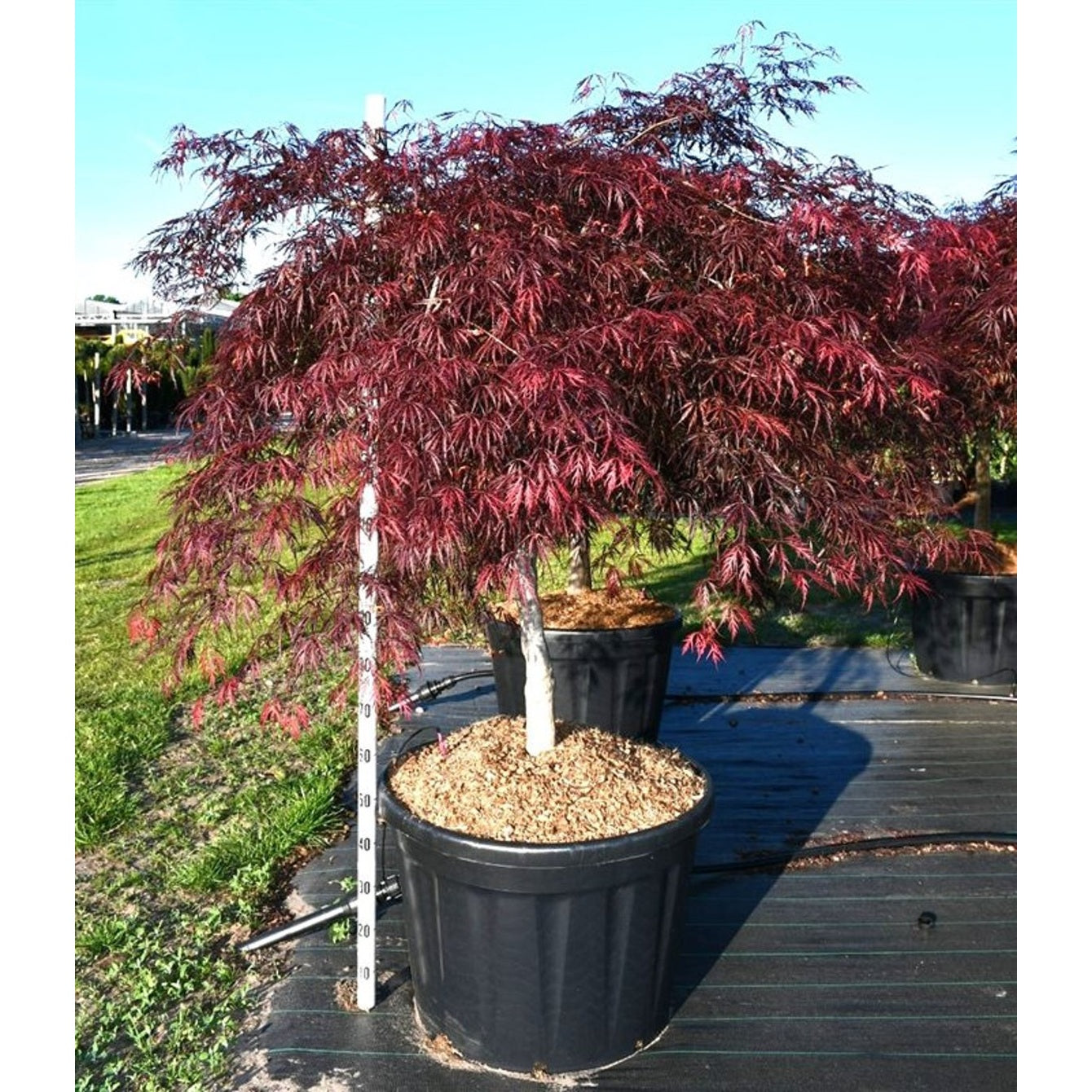 Japansk lönn – Acer pal. 'Inaba-shidare' - 80 CM Stem Cont.
