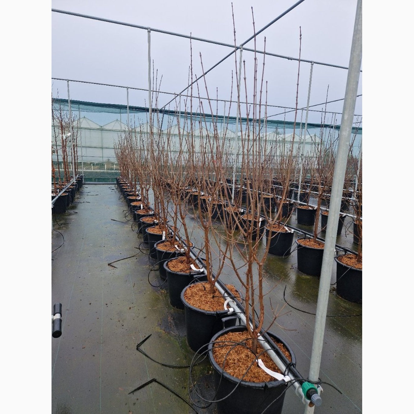 Papperslönn – Acer griseum - C35 125-150 CM