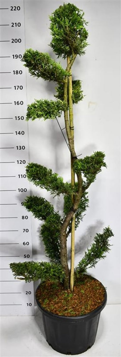 Cypresscypress – Cupressocyparis leylandii &
